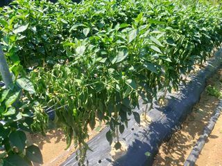 김해읍내님의 고추 · 병해충상담 작성글 사진