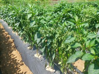 김해읍내님의 고추 · 병해충상담 작성글 사진