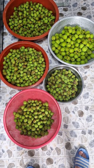 배양일님의 복숭아 · 영농일지 작성글 사진