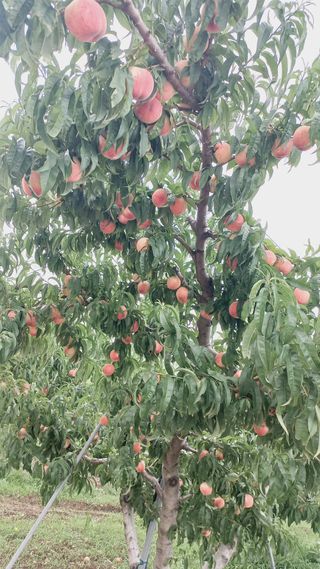 KYGE428님의 복숭아 · 영농일지 작성글 사진