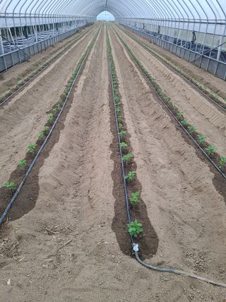 고추님의 콩 · 영농일지 작성글 사진