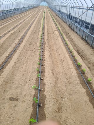 고추님의 콩 · 영농일지 작성글 사진