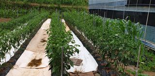 이순태님의 고추 · 영농일지 작성글 사진