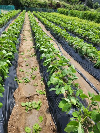 우군제님의 콩 · 영농일지 작성글 사진
