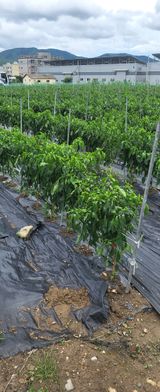 팜모닝 고추·영농일지 게시글 이미지