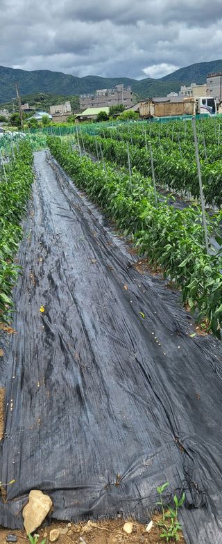 이오성님의 고추 · 영농일지 작성글 사진