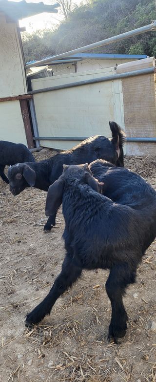 이오성님의 고추 · 영농일지 작성글 사진