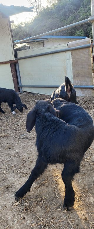 이오성님의 고추 · 영농일지 작성글 사진