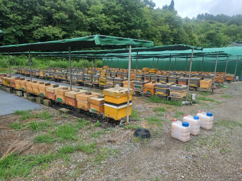 오소리와꿀벌들님의 장터 판매 상품 [아카시아꿀  한말] 첨부 사진