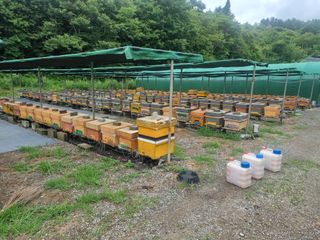 오소리와꿀벌들님의 작성글 사진