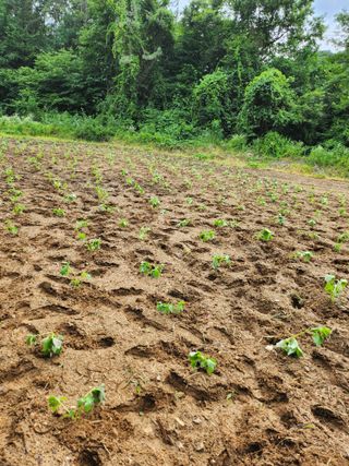 김갑임님의 들깨 · 영농일지 작성글 사진