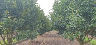 수림농장 csw님의 콩 · 영농일지 작성글 사진