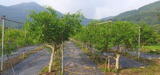 수림농장 csw님의 콩 · 영농일지 작성글 사진