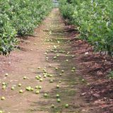 팜모닝 사과·영농일지 게시글 이미지