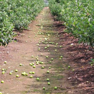 스마일님의 사과 · 영농일지 작성글 사진