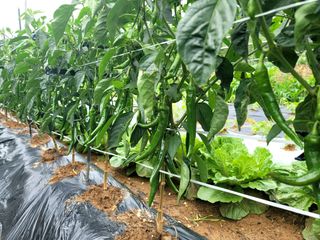 천지현황님의 고추 · 영농일지 작성글 사진