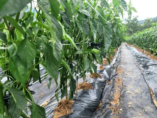 천지현황님의 고추 · 영농일지 작성글 사진