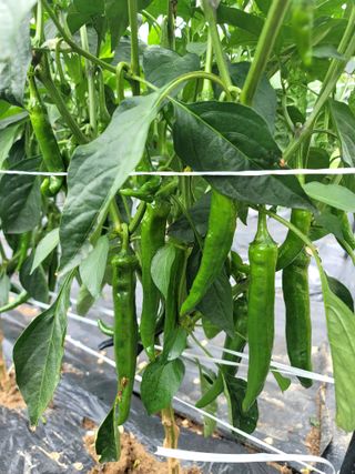 천지현황님의 고추 · 영농일지 작성글 사진