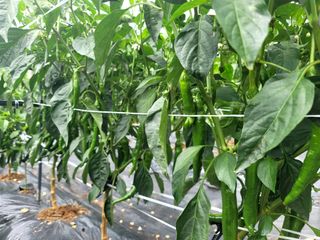 천지현황님의 고추 · 영농일지 작성글 사진