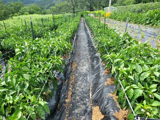 천지현황님의 고추 · 영농일지 작성글 사진