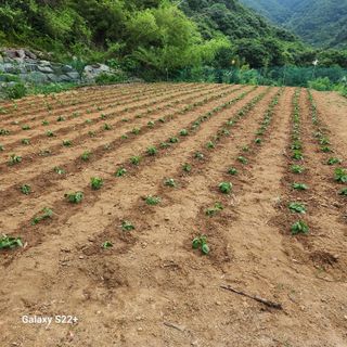 이윤마을 농민님의 들깨 · 영농일지 작성글 사진