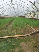 팜모닝 파·영농일지 게시글 이미지