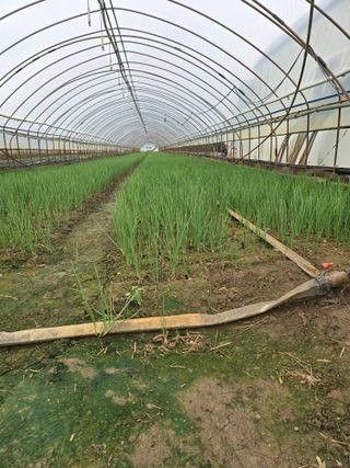 대파16098님의 파 · 영농일지 작성글 사진