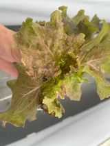 팜모닝 상추·병해충상담 게시글 이미지