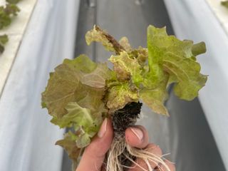 임슬기님의 상추 · 병해충상담 작성글 사진