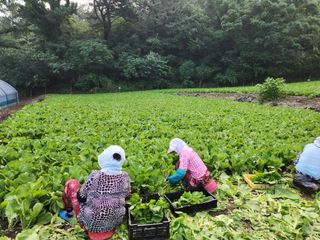 돌산갓스타님의 기타작물 · 영농일지 작성글 사진