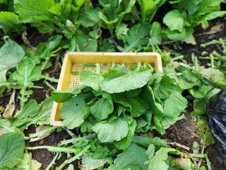 돌산갓스타님의 기타작물 · 영농일지 작성글 사진