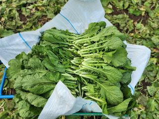 돌산갓스타님의 기타작물 · 영농일지 작성글 사진