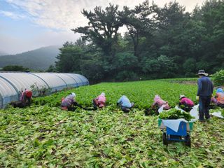 돌산갓스타님의 기타작물 · 영농일지 작성글 사진