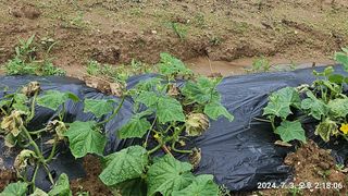 용 마님의 오이 · 병해충상담 작성글 사진