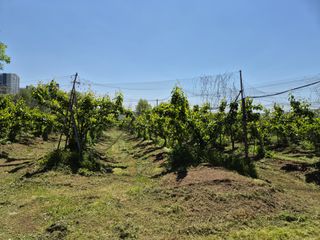 황소농원(배)님의 배 · 영농일지 작성글 사진