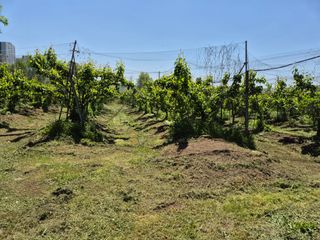 황소농원(배)님의 배 · 영농일지 작성글 사진