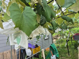 황소농원(배)님의 배 · 영농일지 작성글 사진