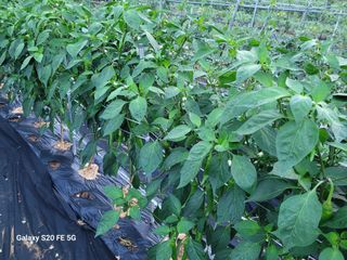 hkte님의 고추 · 일상 작성글 사진