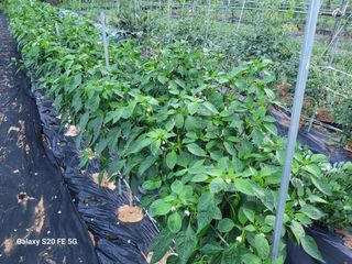 hkte님의 고추 · 일상 작성글 사진