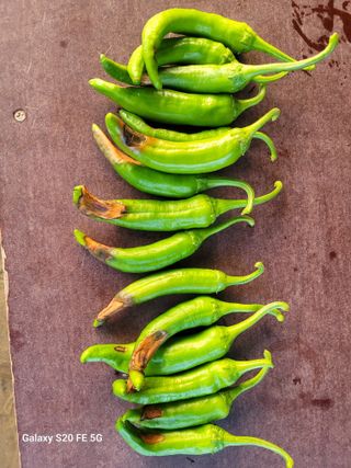 hkte님의 고추 · 일상 작성글 사진