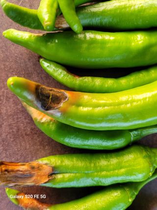 hkte님의 고추 · 일상 작성글 사진