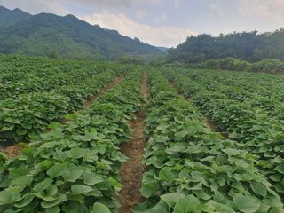 신태식님의 고구마 · 영농일지 작성글 사진