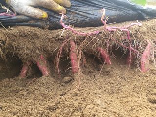 신태식님의 고구마 · 영농일지 작성글 사진