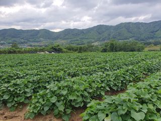 신태식님의 고구마 · 영농일지 작성글 사진