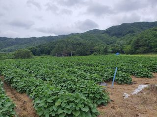신태식님의 고구마 · 영농일지 작성글 사진