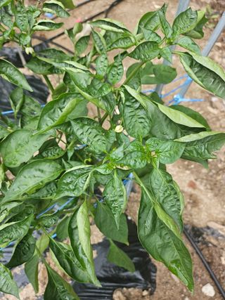 양주촌로님의 고추 · 병해충상담 작성글 사진