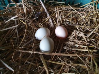 마평 농원님의 자유주제 · 자유게시판 작성글 사진