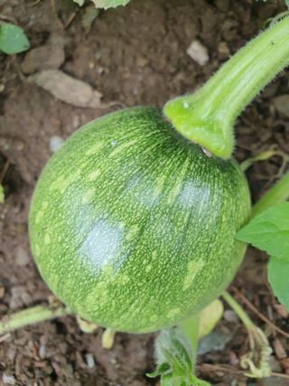 마평 농원님의 자유주제 · 자유게시판 작성글 사진