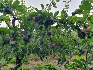 마평 농원님의 자유주제 · 자유게시판 작성글 사진