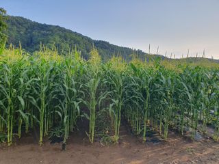 마평 농원님의 자유주제 · 자유게시판 작성글 사진